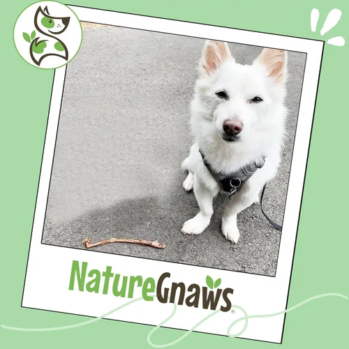 Miniatura 6 de Nature Gnaws Palitos de cerdo extra finos para perros pequeños de 5 a 6 pulgadas (50 unidades) – Larga duración para masticadores ligeros