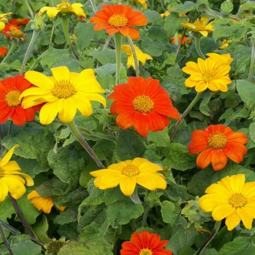 Miniatura 7 de Outsidepride Red Torch - Semillas de girasol mexicano, 1000 semillas anuales Tithonia, de crecimiento rápido, tolerantes al calor y a la sequía