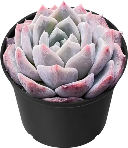 Miniatura 19 de Sprout N Green Echeveria 'Baekya', planta suculenta viva de 'White Night' totalmente enraizada en maceta de 2 pulgadas, decoración de boda