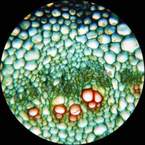 Miniatura 6 de AmScope Microscopio compuesto trinocular digital T360B-5M, aumento 40X-2000X, oculares WF10x y WF20x, Brightfield, iluminación LED, condensador