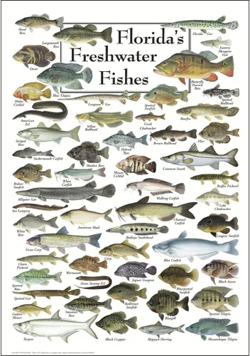Earth Sky + Water - Peces de agua dulce de la Florida - Póster Blanco