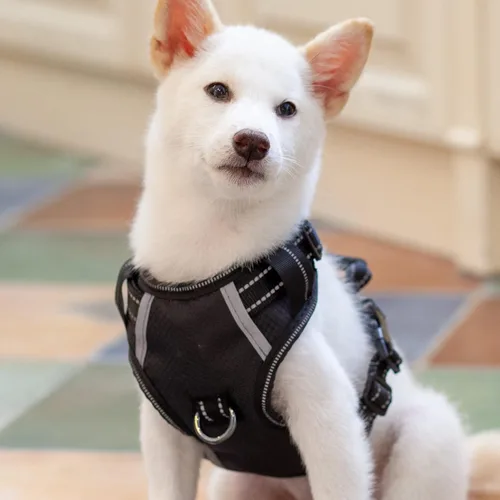 Miniatura 20 de Arnés antitirones para perro pequeño con 2 hebillas de liberación rápida y mango de fácil control, chaleco suave reflectante sin estrangulamiento