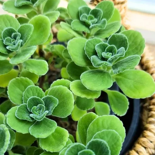 Plectranthus Vick Plant - Maceta viva de 4 pulgadas, la planta viene sin maceta, planta suculenta Plectranthus Vick viva para plantar en interiores