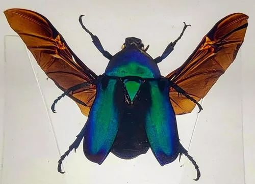 Miniatura 21 de 44mm Hormiga gigante tropical real en resina de lucita transparente cristalina, espécimen preservado Pseudoneoponera Rufipes, taxidermia