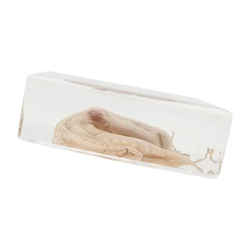 Miniatura 4 de Muestras de pulpo reales en manualidades de pisapapeles de resina, colección de taxidermia de animales para educación científica y adorno