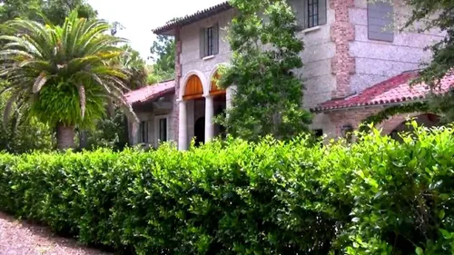 Miniatura 4 de Ligustrum Waxleaf Privet - 30 plantas vivas - Arbusto de seto de privacidad de hoja perenne