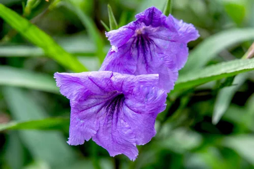 6 plantas de petunia mexicana moradas vivas, adornos de plantación de plantas perennes de jardín fáciles de cultivar macetas de regalo