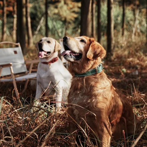 Miniatura 2 de Collar de perro de cuero genuino, collar de perro ancho resistente para perros pequeños, medianos, grandes y extra grandes