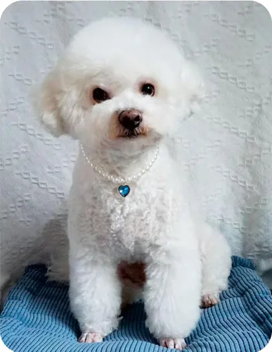 Miniatura 3 de Collar de perro con perlas y diamantes de imitación para perros pequeños, accesorios para collar de mascotas (azul marino, pequeño)