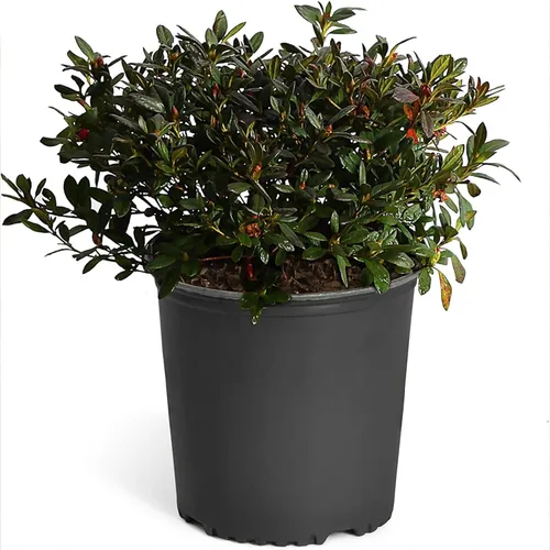 Brighter Blooms - Autumn Royalty Encore Azalea - Planta con flores para interiores y exteriores, 1 galón, sin envío a AZ