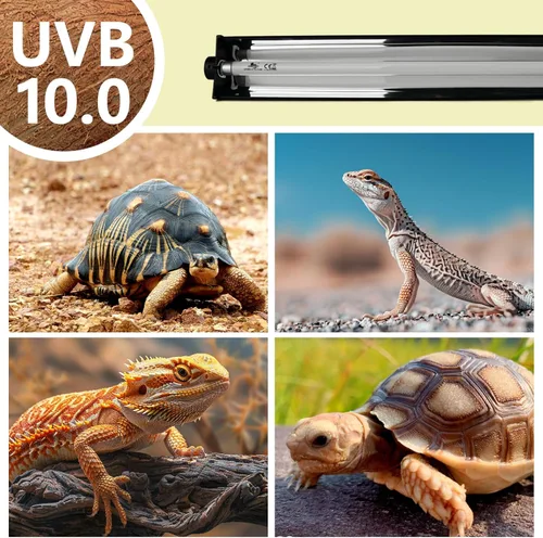 Miniatura 4 de T5 - Kit combinado de iluminación UVB para reptiles, lámpara de 8 W con bombillas Desert 10.0 T5 UVB, lámpara de calor para campana de terrario