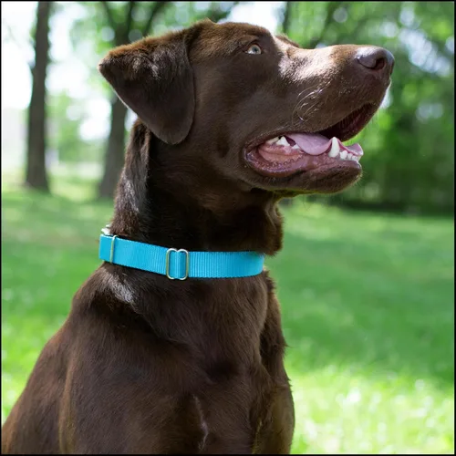 Miniatura 2 de Country Brook Petz - Collar de nailon premium para perro con hebilla de metal para razas pequeñas, medianas y grandes - Más de 10 colores geniales