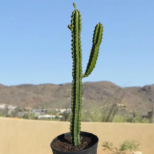 Cactus Outlet - Cactus Plants Live, Euphorbia Royaleana Live Cactus de 18 a 24 pulgadas - Cactus vivo grande raro - Planta de cactus grande lista