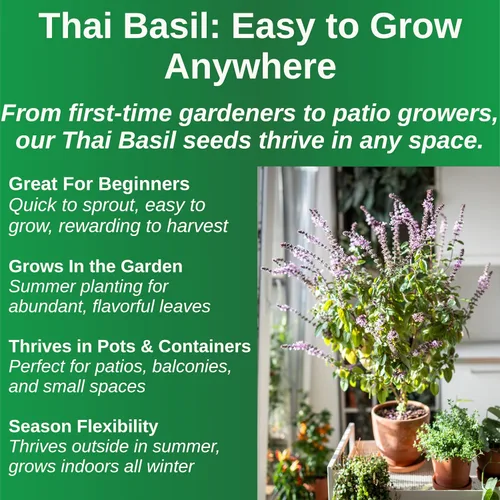 Miniatura 3 de TKE Farms & Gardens - Semillas de albahaca tailandesa para plantar, más de 500 semillas de reliquia sin OMG, hierba fácil de cultivar, jardinería