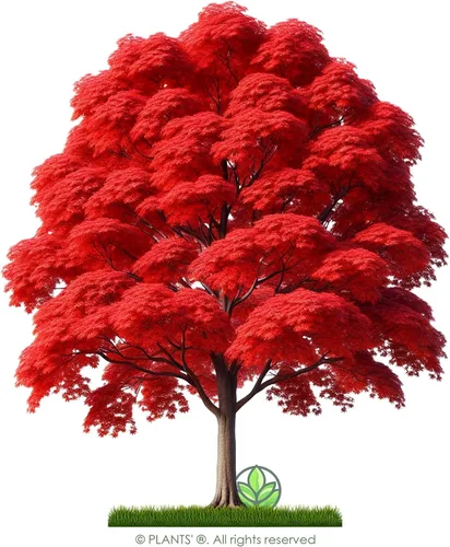 Miniatura 3 de Arce Rojo del Norte Semillas Premium Acer rubrum 'Fall' Plants'® (Premium Seeds, 50)