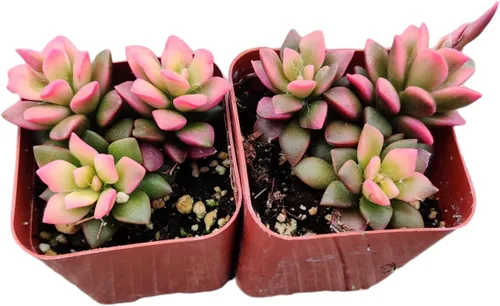 Plantas suculentas vivas para regalo, decoración del hogar y la oficina (juego de dos macetas de 2 pulgadas, Anacampseros rufescens variegata)