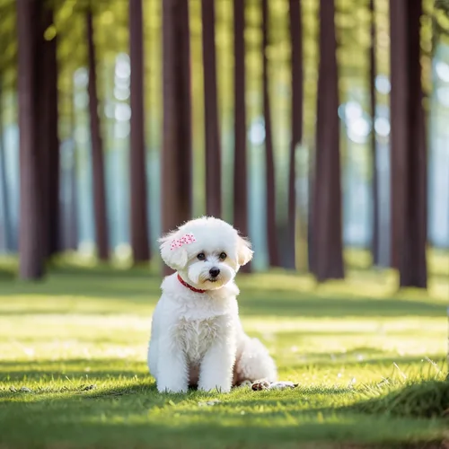 Miniatura 6 de 50 unidades (25 pares) lazos para el pelo de perros pequeños, patrón aleatorio con diamantes de imitación, lazo para el pelo para cachorros, gatos
