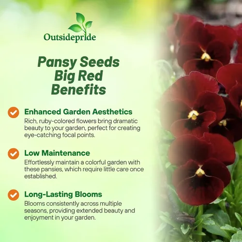 Miniatura 3 de Outsidepride Big Red Viola - Semillas de pensamiento para plantar, 50 piezas. Flores bienales, resistentes al frío y aptas para polinizadores