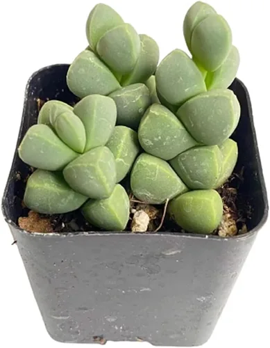 Miniatura 6 de Plantas suculentas vivas (maceta de 2 pulgadas Echeveria Lovely Rose)