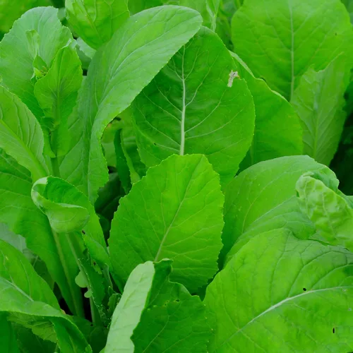 Komatsuna Tendergreen - Mostaza de espinaca – 500 semillas – Variedad de reliquia, semillas de vegetales sin OMG para plantar al aire libre en el