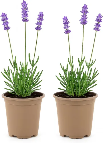 Easy to Grow English Lavender Munstead - 2 plantas en macetas en macetas de cultivo, flores de verano follaje fragante