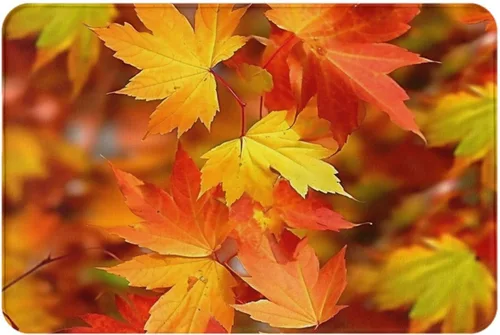 Autumn Leaves of Maple Print Front Door Mat Absorbent Bathroom Rug Non Slip Indoor Doormat for Entryway Garage Patio 16 X 24in