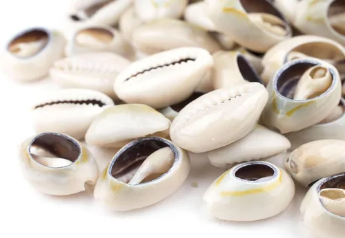 Miniatura 3 de The Bead Chest Cowrie Shells (mediano) – Aproximadamente 50 piezas – Blanco, Natural – Fabricación de joyas, proyectos de manualidades, uso