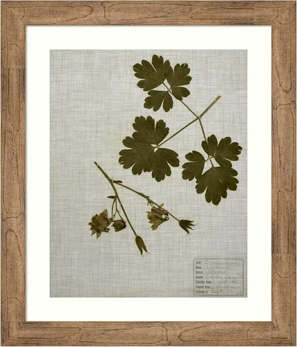 Miniatura 16 de Amanti Art Vision Studio - Lienzo decorativo para pared, 36 x 30 pulgadas, hojas prensadas en lino I por Vision Studio, arte de pared de naturaleza