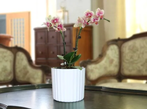 Miniatura 7 de MUZHI Maceta de orquídea con red y agujeros, maceta de riego automático redonda para plantas de interior y flores, 3 juegos, color blanco