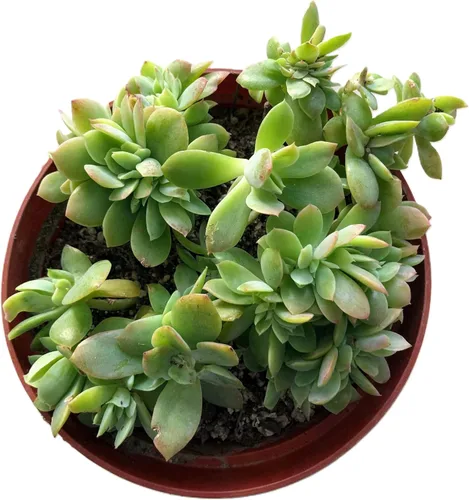 Miniatura 19 de Blissful Echeveria Alpen Glow 4" Pot Live Succulent Pink Purple Rosette Plant Easy 2 Grow, Perfect for Wedding, Party Favor and Succulent