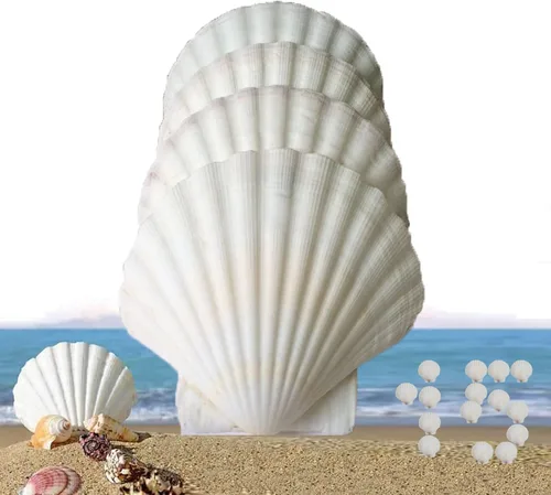 Miniatura 11 de 12 Pcs Conchas Marinas Blancas Grandes Conchas de Vieira para Hornear Cocinar, Grandes Conchas de Almejas Naturales para Manualidades DIY Decoración