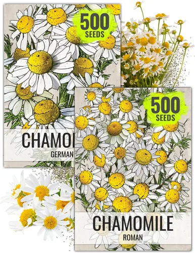 Seed Needs Semillas de manzanilla para plantar manzanilla alemana y romana, semillas de hierbas sin OMG y sin tratar para plantar un jardín