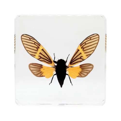 Especímenes reales de cigarras en resina, pisapapeles artesanales, colección de taxidermia de animales para educación científica y adorno de cicada