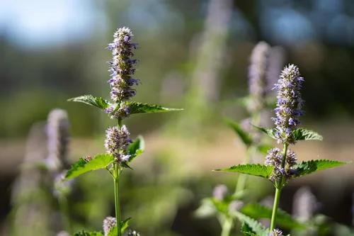 Miniatura 3 de Plant Good Seed Semillas de menta de regaliz coreano para plantar: hierba perenne, flores moradas - Paquete de 50 semillas Sweet Licorice-Scented