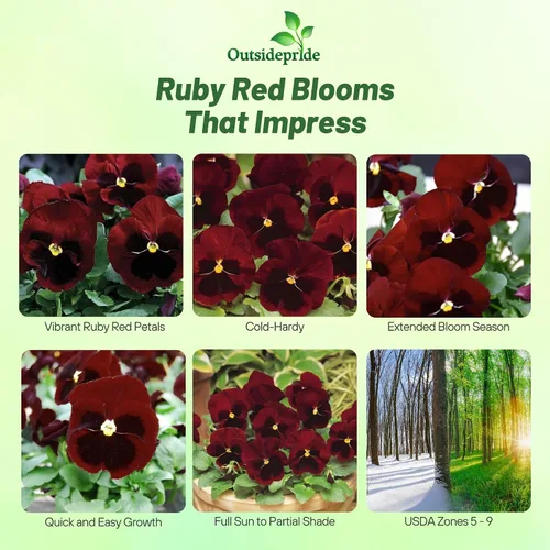 Miniatura 2 de Outsidepride Big Red Viola - Semillas de pensamiento para plantar, 50 piezas. Flores bienales, resistentes al frío y aptas para polinizadores