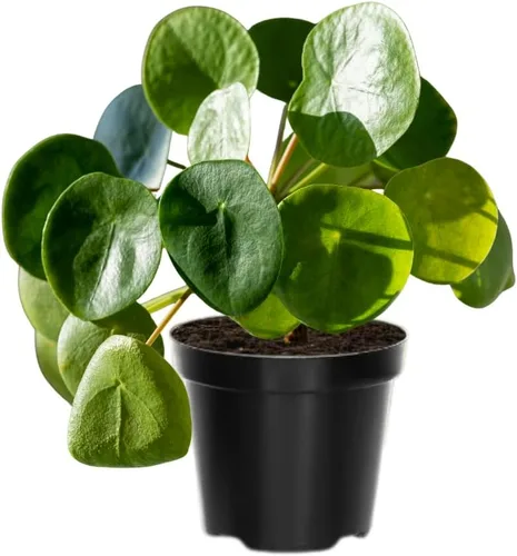 Planta de dinero vivo, plantas Pilea Peperomioides, 5-7 pulgadas de alto, planta de interior