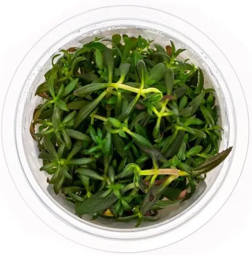 Miniatura 46 de Planta viva SubstrateSource - Hierba enana Eleocharis Belem cultivada en tejidos acuáticos para acuario - 100% libre de caracoles en copa in vitro