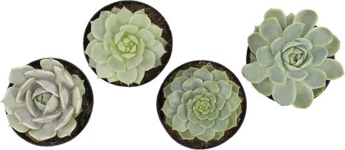Miniatura 8 de Altman Plants, Echeveria Suculents Plantas vivas (paquete de 4), plantas suculentas vivas, plantas de interior vivas, plantas suculentas, plantas