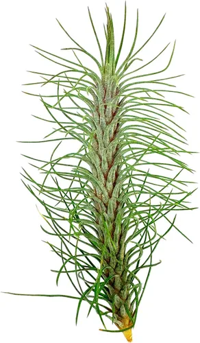 Miniatura 16 de ragnaroc Planta de Aire Viva – Tillandsia Capiput, Jumbo 6-9” - 2 unidades - Llegada Viva Garantizada - Plantas de Casa para Decoración del Hogar