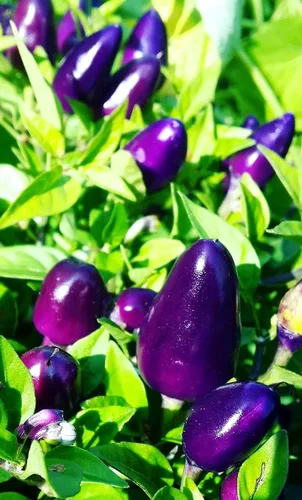 Miniatura 3 de Pimiento de chile enano Little Blue más de 30 semillas para plantar sin OMG