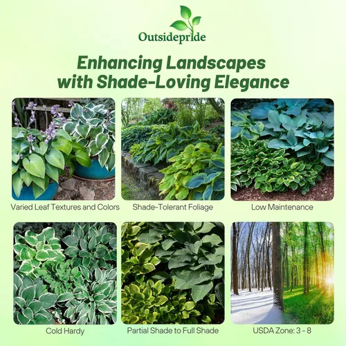 Miniatura 2 de Outsidepride Hosta American Seeds - 100 unidades. Perenne, fácil de cultivar y de bajo mantenimiento, semillas de flores para plantar follaje mixto