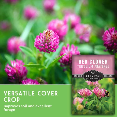 Miniatura 3 de Survival Garden Seeds - Semilla de trébol rojo para plantar - 1 paquete con instrucciones para plantar y cultivar una hierba medicinal y una