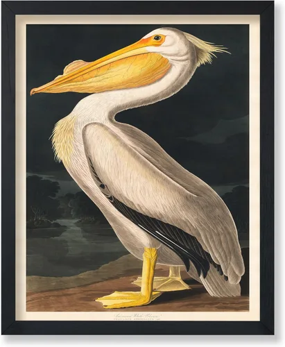 Miniatura 74 de Poster Master Vintage James Audubon Póster - Impresión Retro de Cuervo - Arte de Aves de América - Arte de Aves - Regalo para Hombres, Mujeres