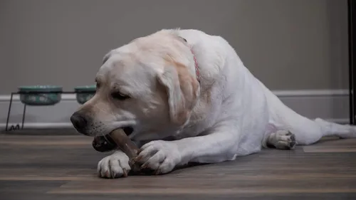 Miniatura 6 de Hero - Hueso de fémur Bonetics - Huesos de perro - Huesos de cachorro - Diseñado para perros extra grandes de hasta 75 libras (aroma a madera)