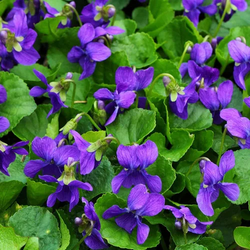 Miniatura 4 de Más de 320 semillas de viola para plantar semillas perennes de flores de violeta dulce sin OMG, flores tradicionales que atraen mariposas