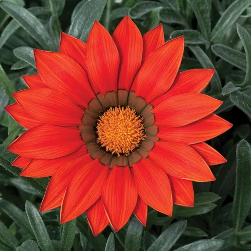 Miniatura 7 de Outsidepride Gazania Kiss - Plantas de jardín tolerantes al calor y a la sequía, color rojo escarchado, 25 semillas