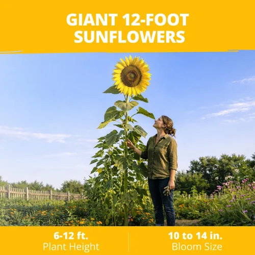 Miniatura 2 de HOME GROWN Semillas de girasol para plantar Más de 520 semillas de girasol de mamut gigante para plantar paquete a granel reliquia, alta