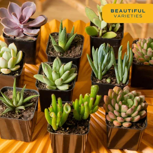 Miniatura 2 de Plantas vivas HAWORTHIA de Costa Farms, Grower's Choice