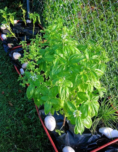 Miniatura 5 de 100 EarthPods - Estacas de fertilizante orgánico premium y bio para vegetales – Fórmula especial de alimento orgánico para plantas para hierbas