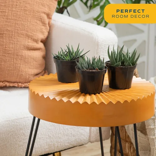 Miniatura 2 de Costa Farms - Suculentas Haworthia, planta de interior viva, con raíz, 6 pulgadas de alto, en maceta cultivadora, paquete de 3
